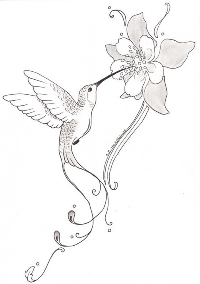 702x999 Image Result For Simple Hummingbird Sketch +++birds Hummers