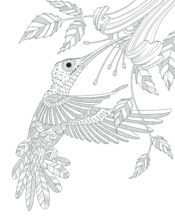609x751 Coloring Pages Of Hummingbirds Hummingbird Coloring Pages