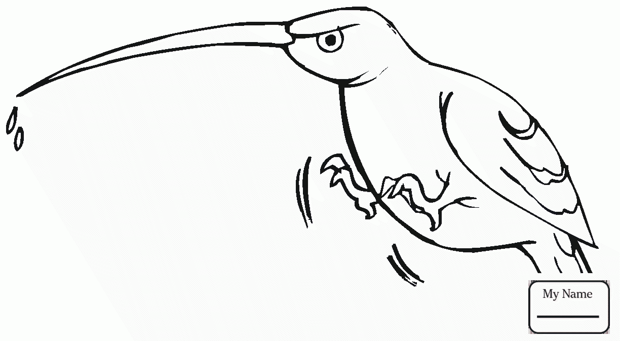 1224x673 Birds Hummingbirds Anna S Hummingbird Hummingbirds Coloring Pages