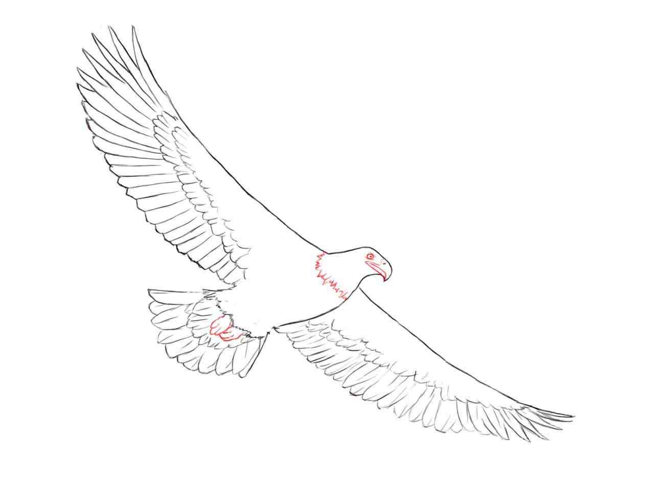 1264x948 How To Draw Eagle Step By Step