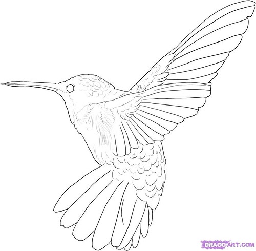 500x490 Kids Coloring Pages Humming Birds