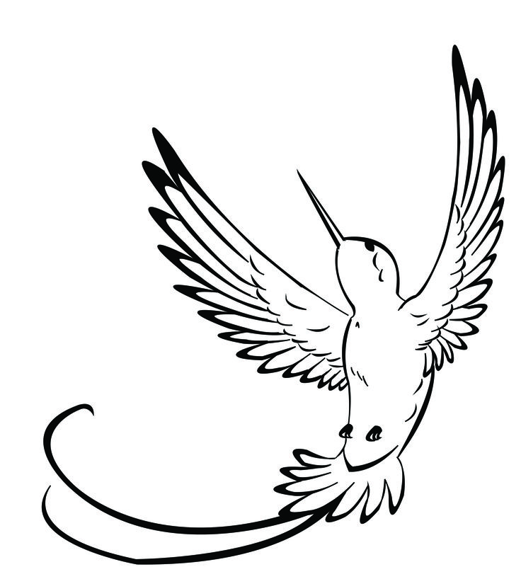 736x818 Drawn Hummingbird Outline