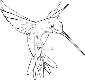 350x330 Best Hummingbird Sketch Ideas On Hummingbird