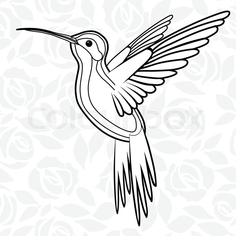 800x800 Colibri Or Hummingbirds For Logo, Icon, T Shirt, Mascot, Poster