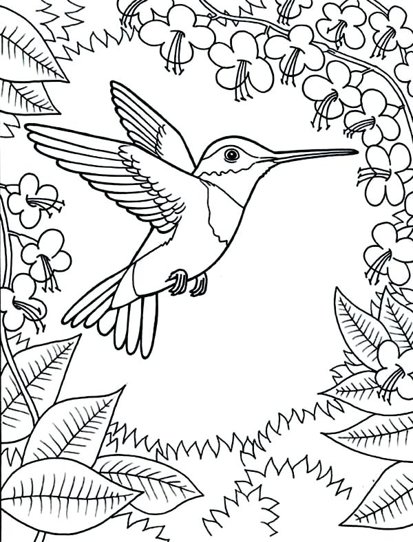 600x788 Coloring Pages Of Hummingbirds Hummingbird And Flower Coloring