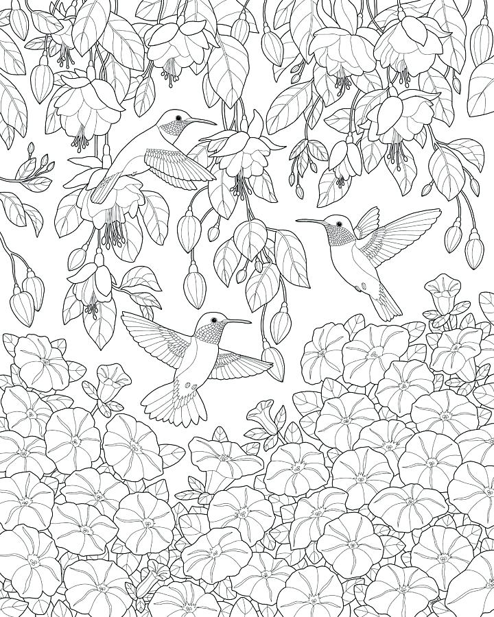 720x900 Coloring Pages Of Hummingbirds Hummingbird Coloring Pages