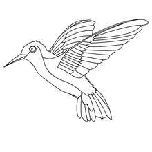 220x220 Hummingbird Coloring Pages