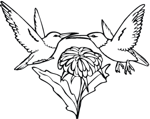 480x382 Two Hummingbirds And Flower Coloring Page Free Printable