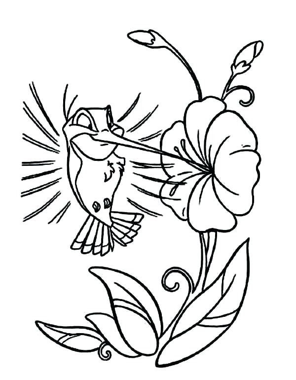 600x770 Best Of Hummingbird Coloring Pages Images Coloring Pages