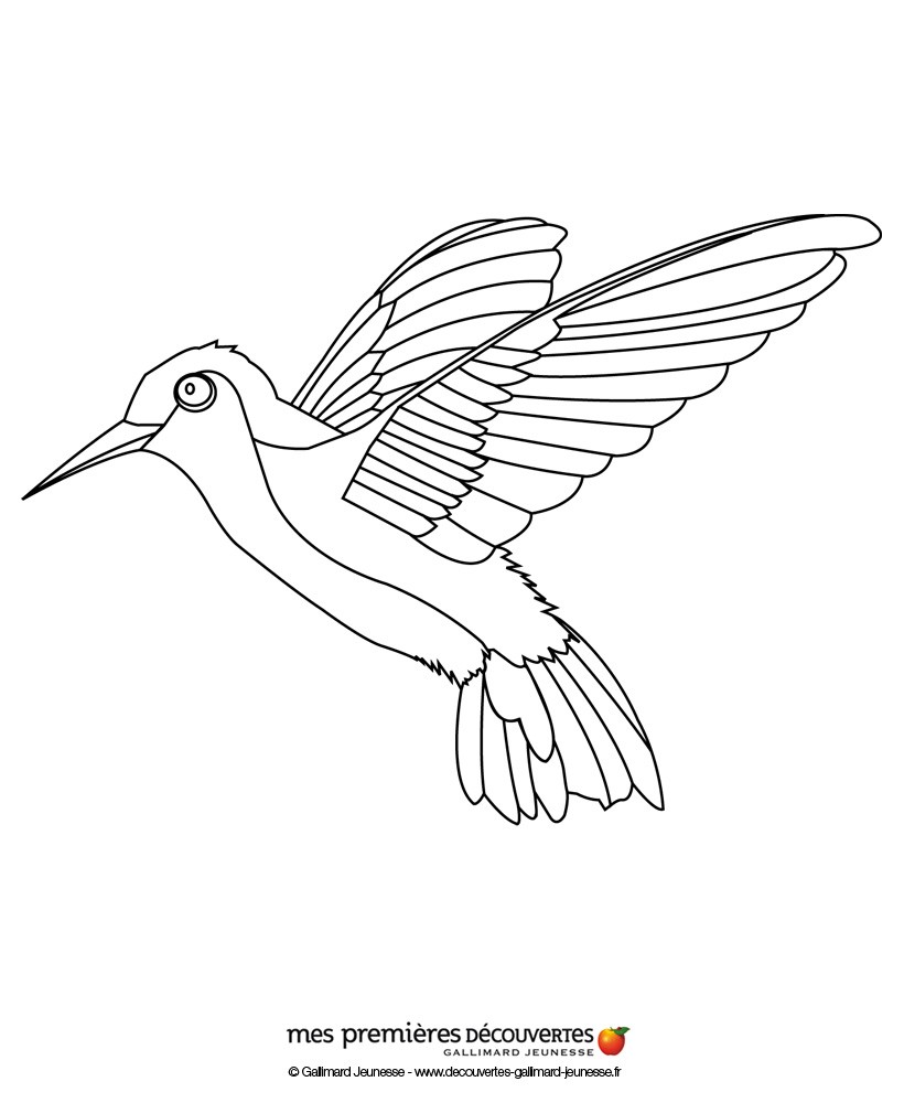 820x1000 Hummingbird Coloring Pages