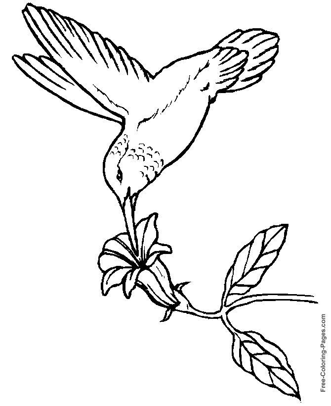 670x820 Printable Coloring Pages Of Birds