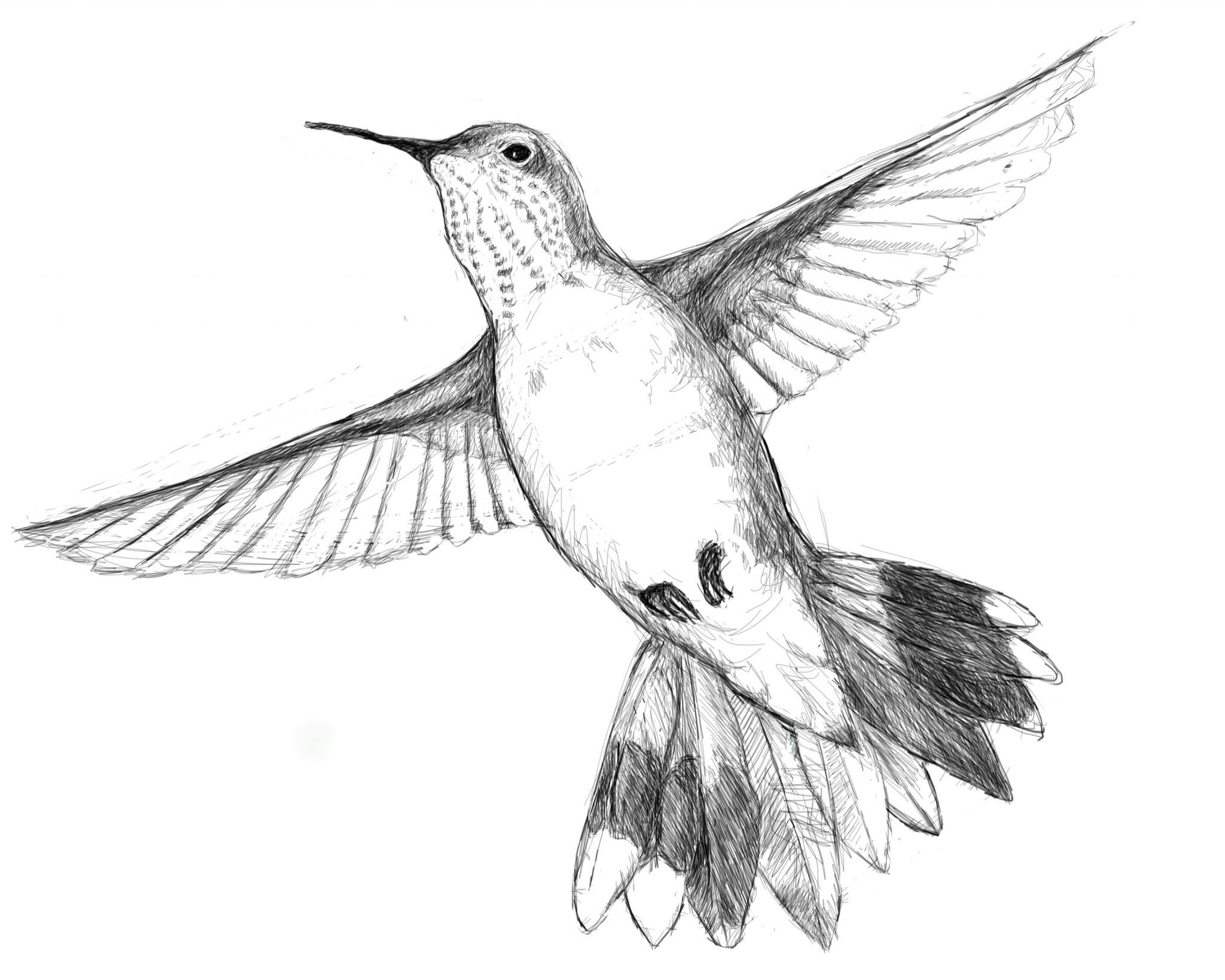 Hummingbird Line Drawing at GetDrawings | Free download