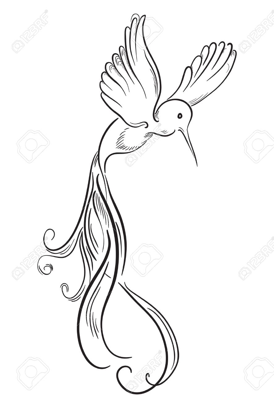 887x1300 Sketch Of Hummingbird Hand Drawn Tattoo Birds Royalty Free