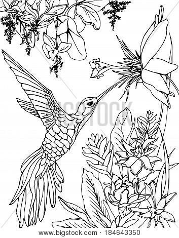 353x470 Hummingbird Images, Illustrations, Vectors