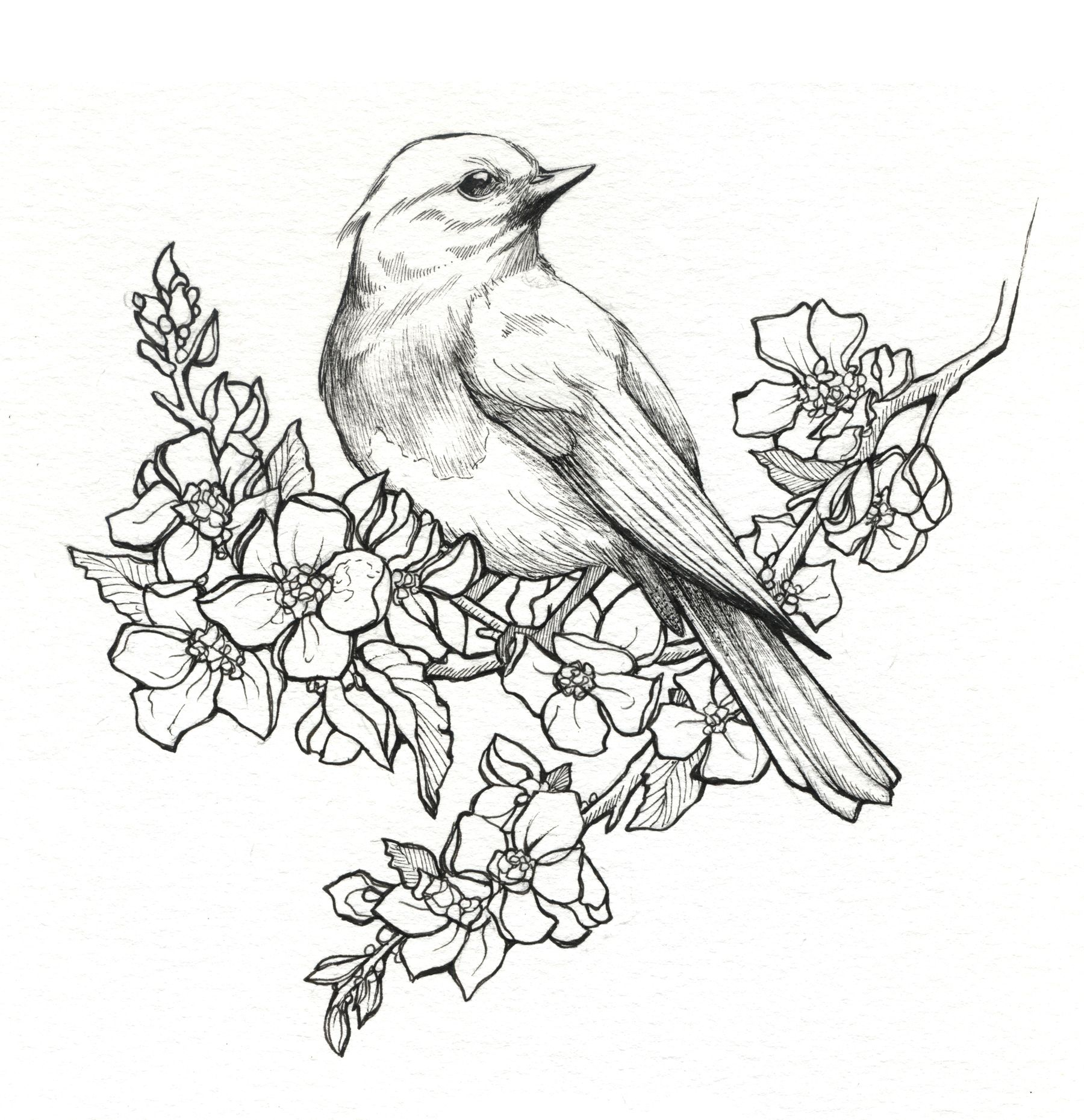 1800x1860 Pencil Drawing Birds And Flower Drawn Hummingbird Rose