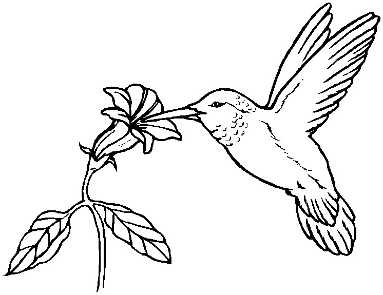 746x575 Pencil Sketch Hummingbird Coloring Page Pencil Sketch