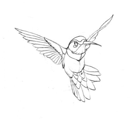 485x420 Drawn Brds Hummingbird