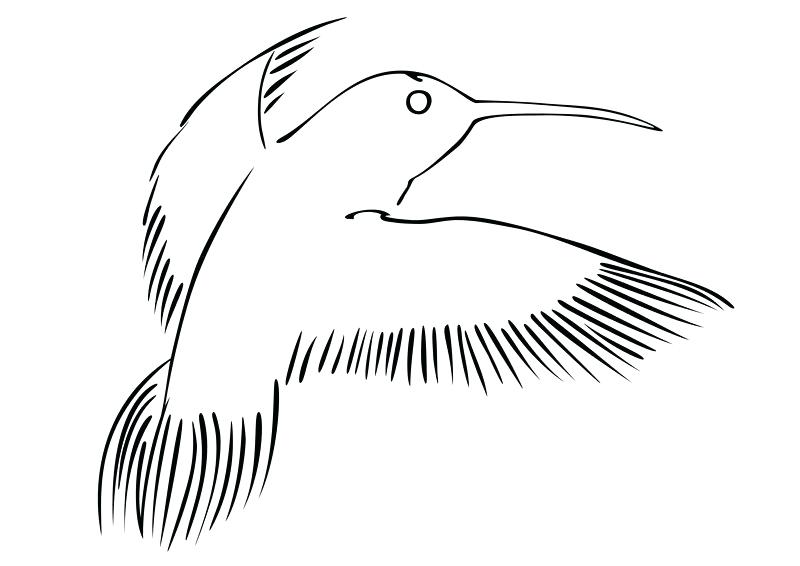 800x566 Hummingbird Outline