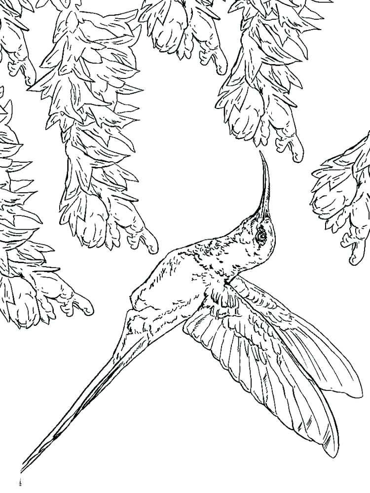 750x1000 Coloring Pages Of Hummingbirds Full Size Of Hummingbird Coloring