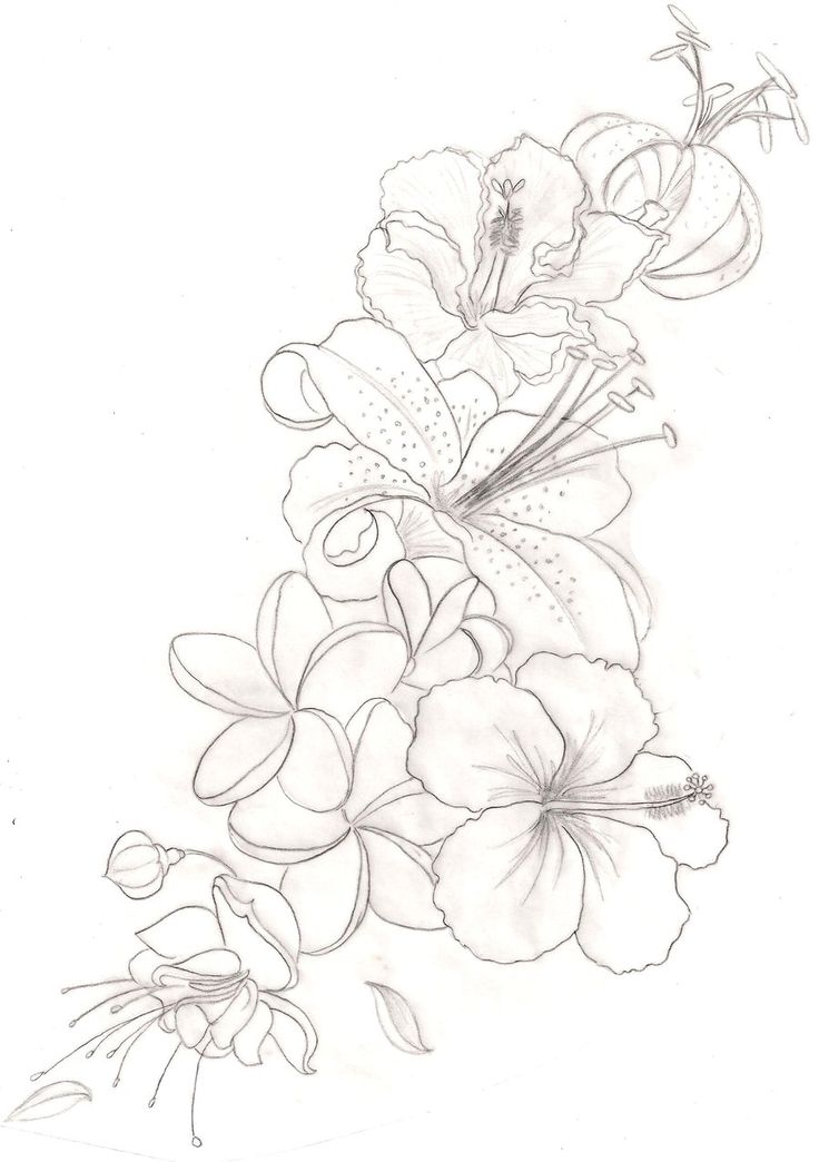 736x1044 Drawn Hummingbird Hibiscus