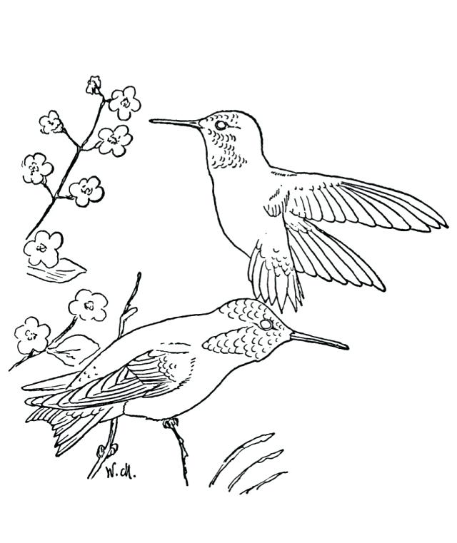 640x761 Hummingbird Animal Coloring Pages Coloring For Adults Hummingbirds