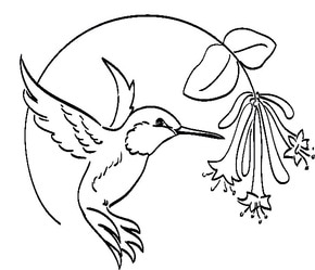 290x249 Hummingbird Hillnative Plant Nursery