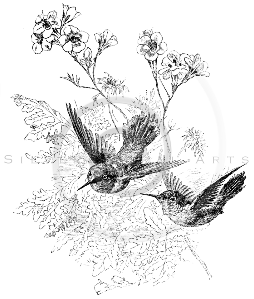 814x960 Royalty Free Stock Vintage Illustrations Photo Keywords Hummingbirds
