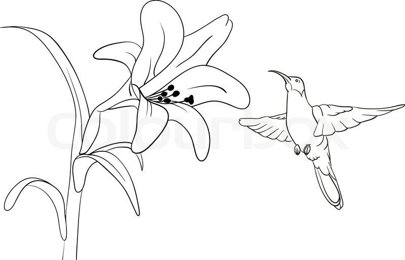 800x514 Bird Stock Vector Colourbox