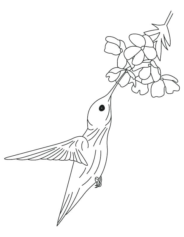 630x810 Woodpecker Coloring Page Synthesis.site