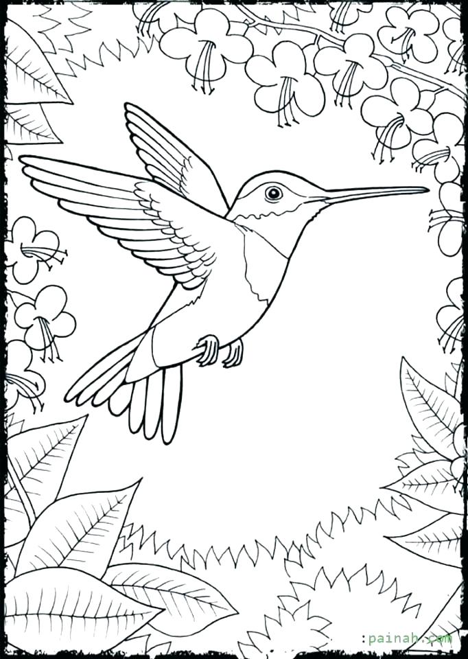 682x960 Coloring Pages Of Hummingbirds Coloring Pages Of Hummingbirds