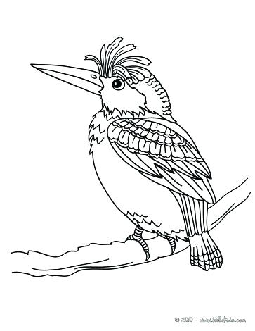 363x470 Coloring Pages Of Hummingbirds Colouring Pages Hummingbird
