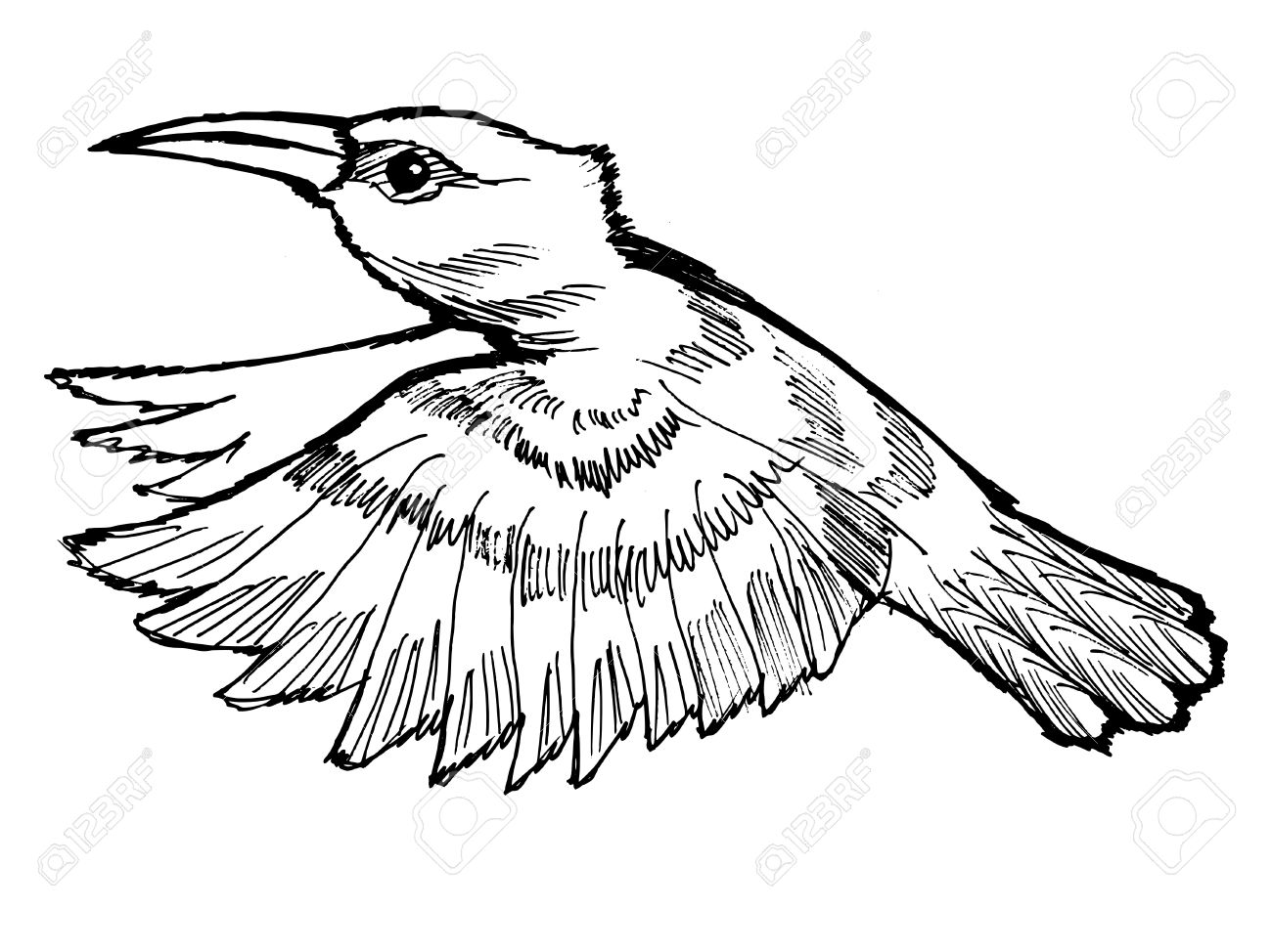 1300x974 Drawn Hummingbird Cartoon