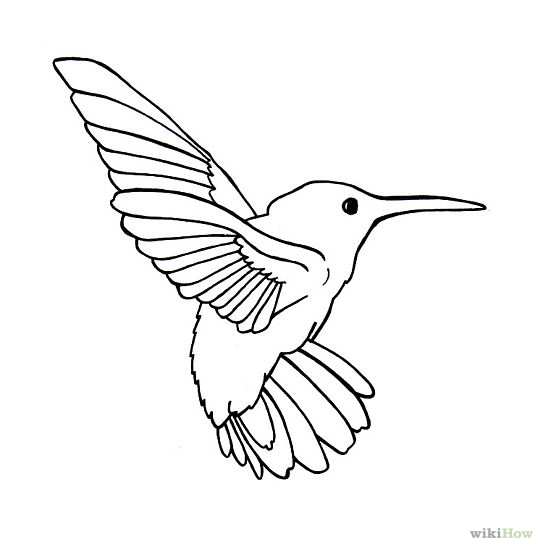 543x550 Drawn Hummingbird Cool Bird