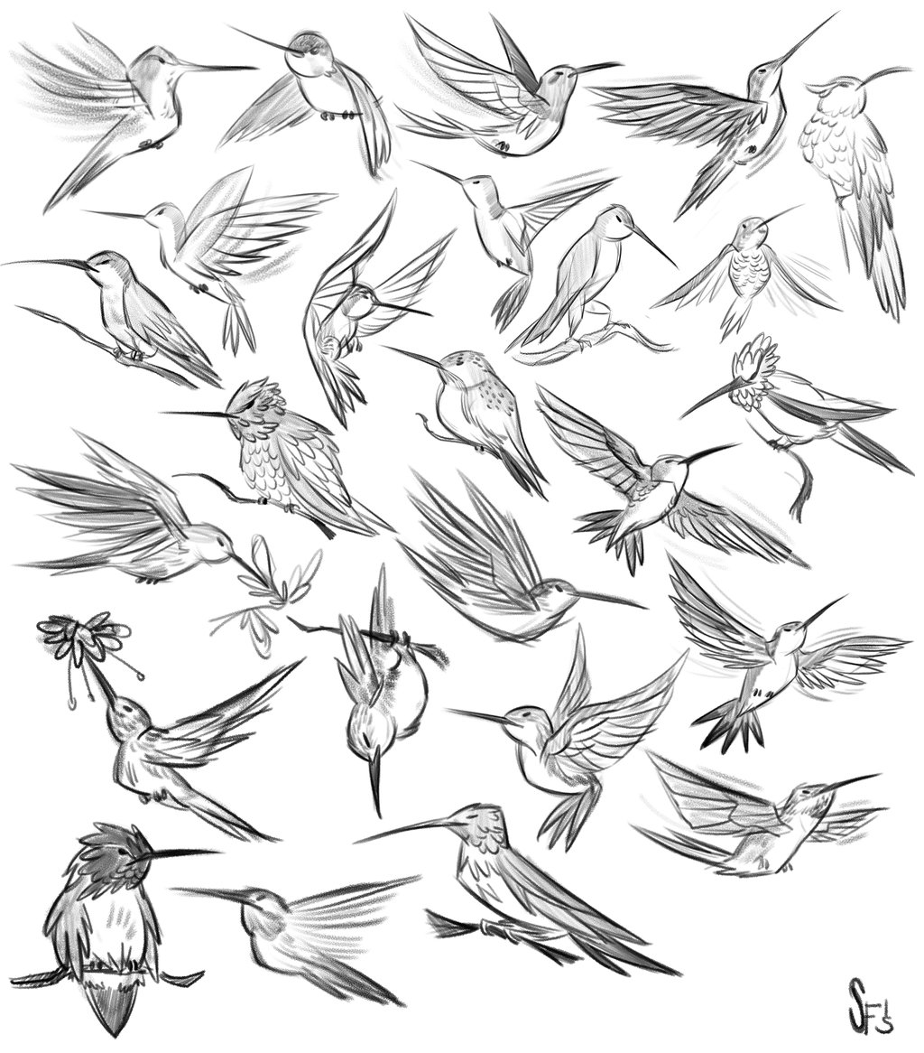 1024x1166 Animal Studies Hummingbirds By Tigerhawk01