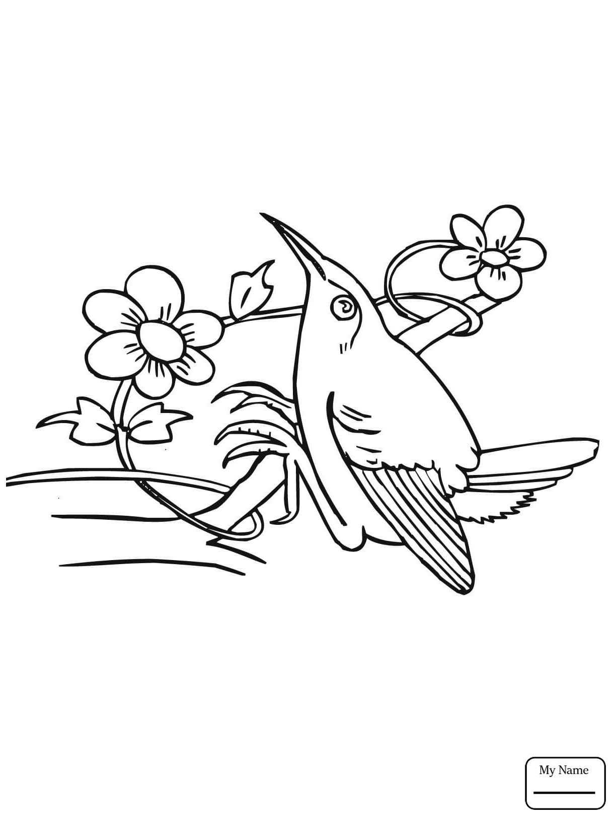 1224x1632 Hummingbird Animal Coloring Pages Elegant Birds The Rainforest