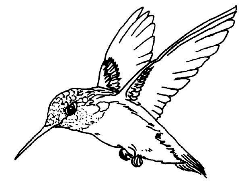 960x768 Hummingbird Coloring Pages