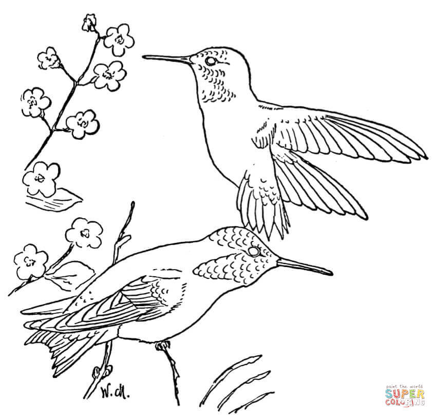 849x814 Hummingbird Coloring Pictures