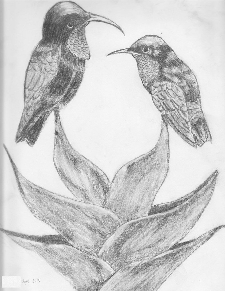 786x1017 Hummingbird Sketch By Ivi01