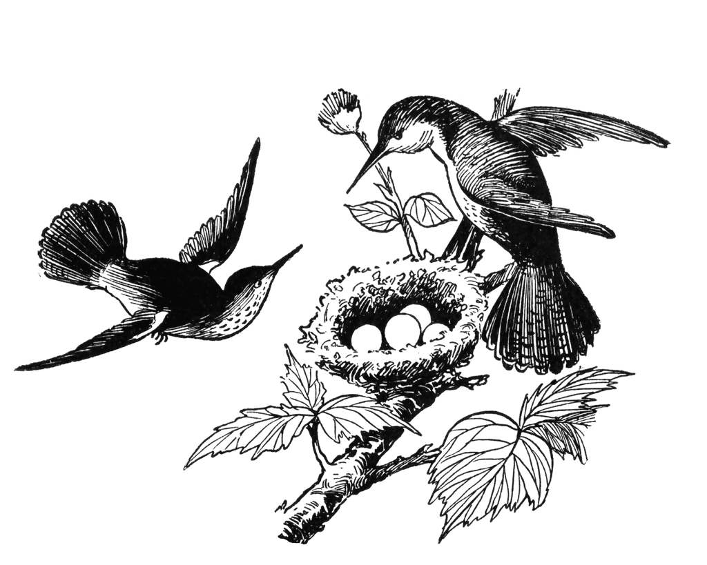 1024x819 Hummingbird Clipart Image Clip Art A Purple And 2