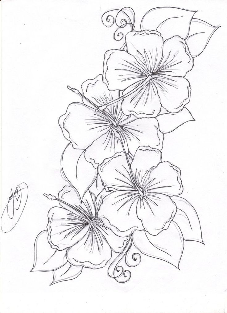 736x1013 Beautiful Hummingbird Flower Coloring Pages Contemporary
