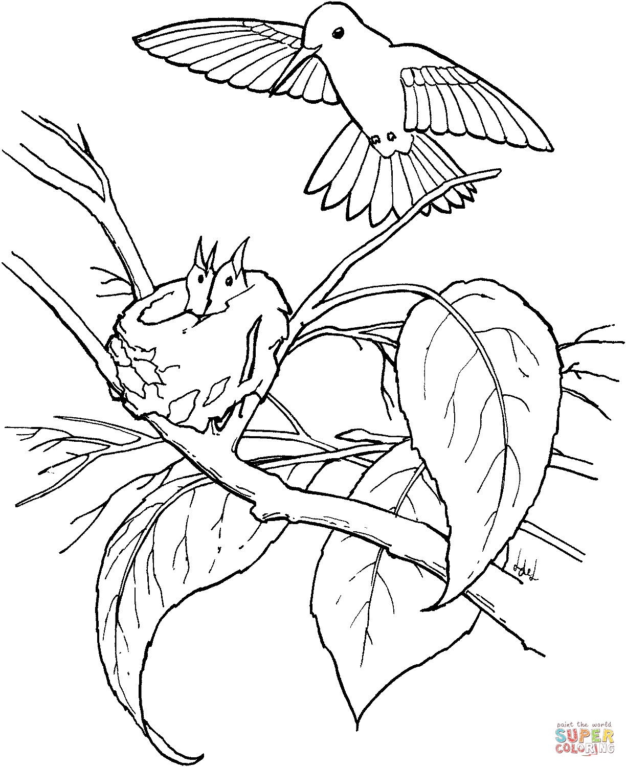 1224x1500 Hummingbirds Coloring Pages Free Coloring Pages
