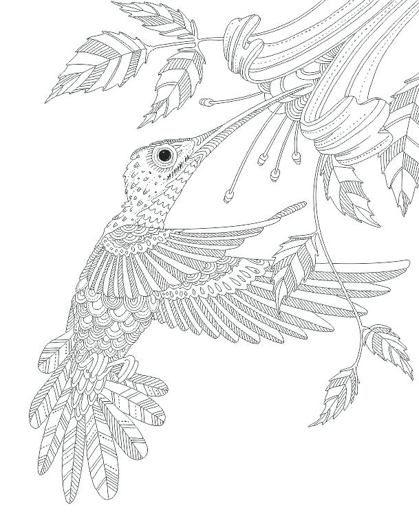 609x751 Coloring Pages Of Hummingbirds