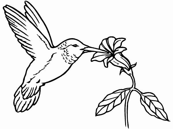 600x450 Hummingbird Coloring Pages Hummingbird Coloring Pages Coloring