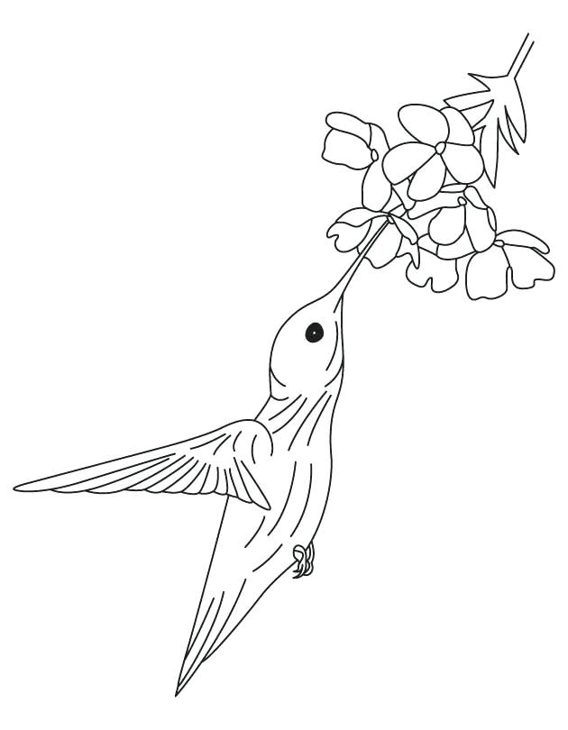 630x810 Hummingbird Coloring Pictures Davidparker.co