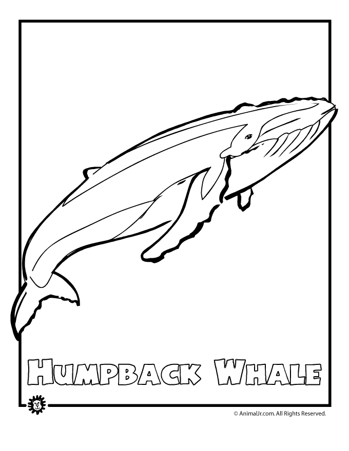 680x880 Humpback Whale Endangered Animal Coloring Page Animal Jr.
