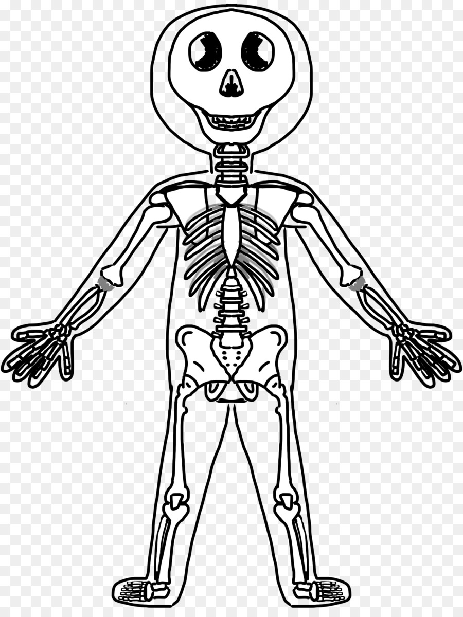 900x1200 Human Skeleton Human Body Anatomy Muscle