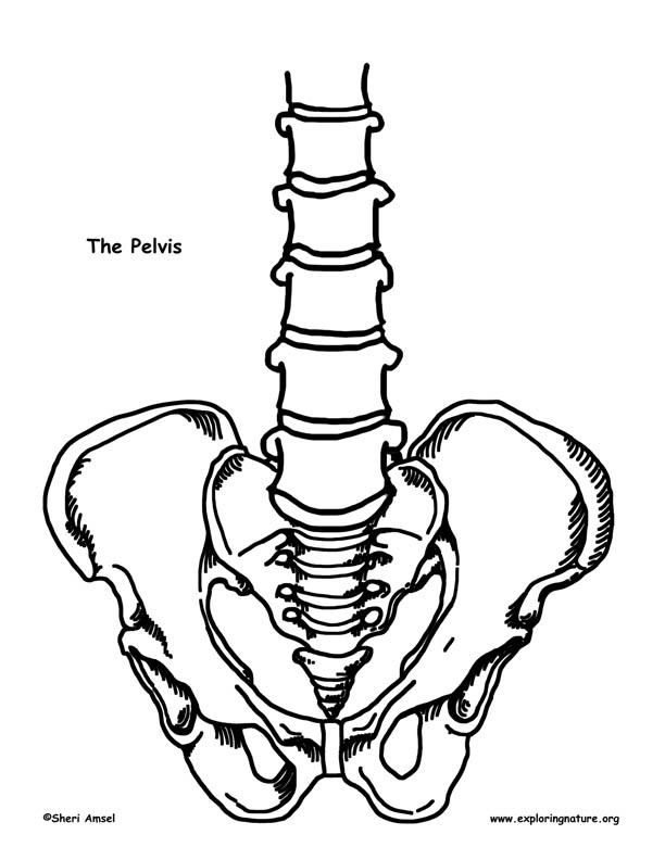 612x792 Make A Model Of The Human Skeleton Cuerpo Humano