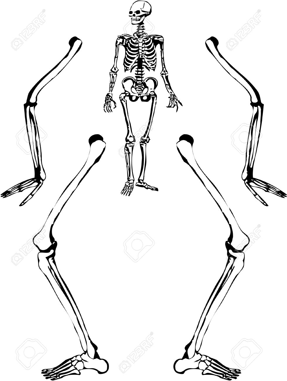 980x1300 Sketch Like Illustration Of A Human Skeleton. Vector 8. Royalty