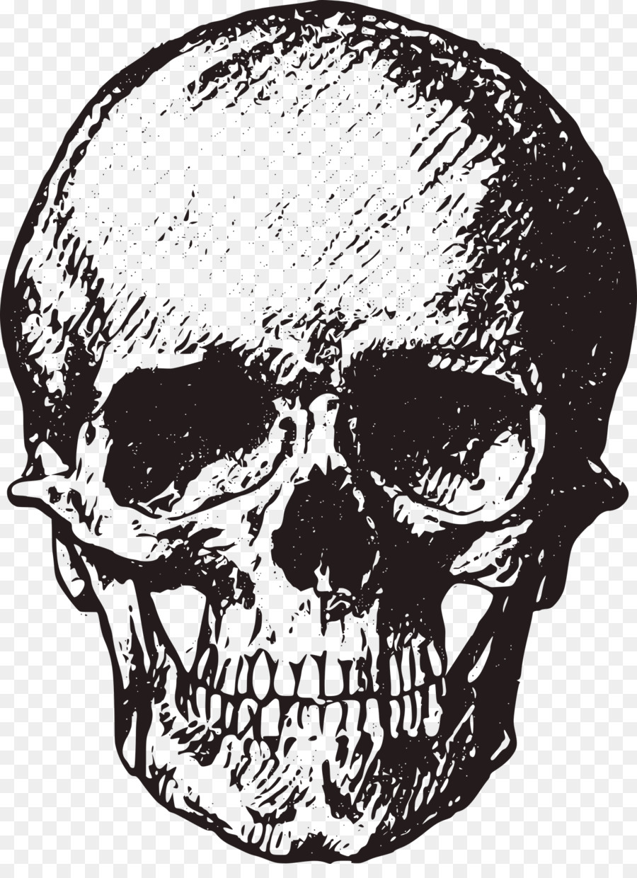 900x1240 Skull Bone Human Skeleton Royalty Free Clip Art