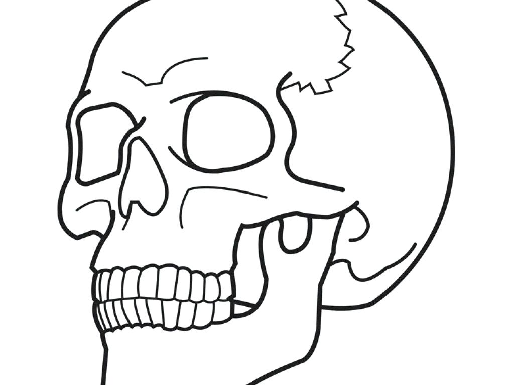 1024x768 Coloring Human Skeleton Coloring Page Whole Picture Sketch